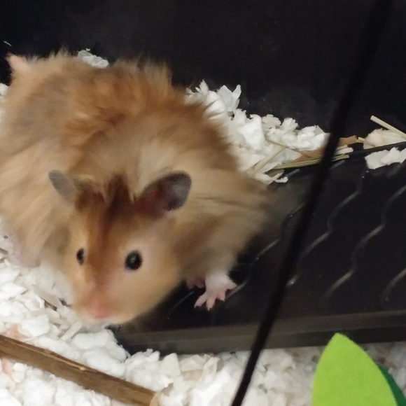 Meet your Posher, Lexie - Picture 3 of 3